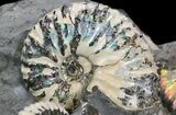 Beautiful Hoplocaphites Ammonite Cluster - South Dakota #34167-1